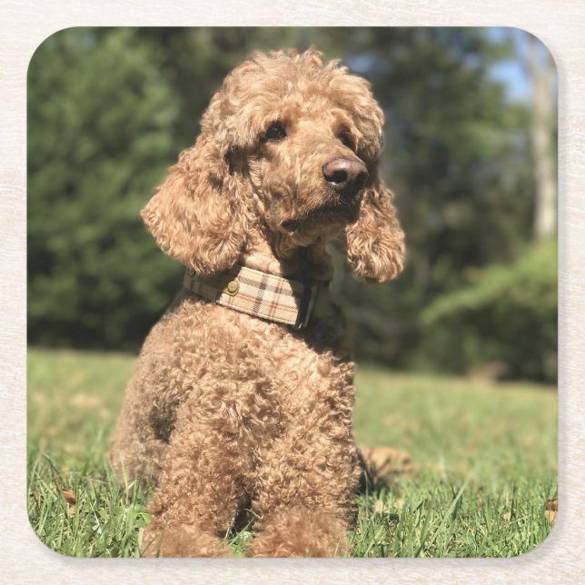 Apricot Poodle Customisable Square Paper Coaster (Front)