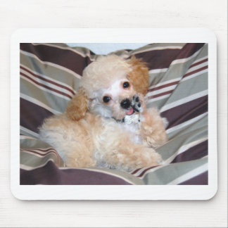 Apricot Poodle Puppy talking waving Mouse Pad