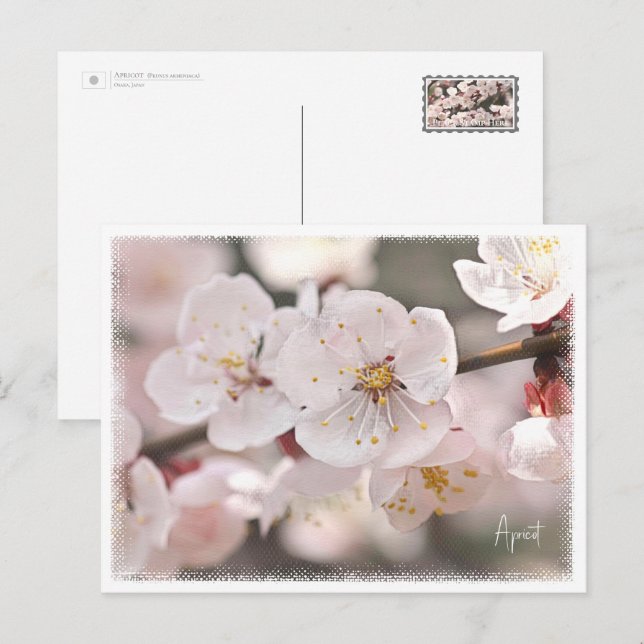 Apricot Postcard (Front/Back)