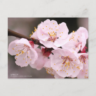 Apricot:Postcard Postcard