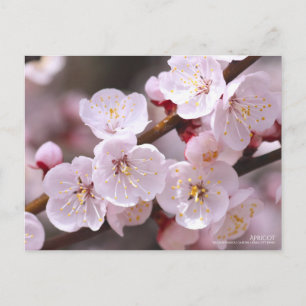 Apricot：Postcard Postcard