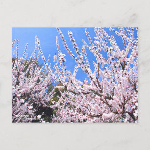 Apricot:Postcard Postcard