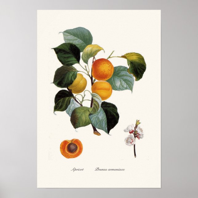 Apricot Poster (Front)