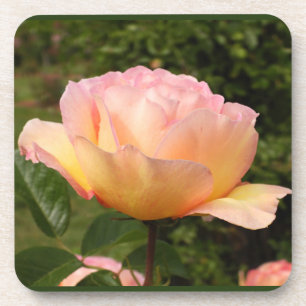 Apricot Rose Coaster