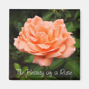 Apricot Rose Magnet