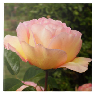 Apricot Rose  Tile