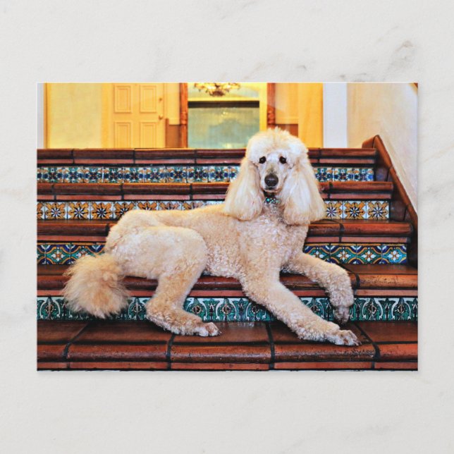 Apricot Standard Poodle - Bocelli Postcard (Front)