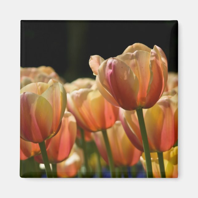 Apricot Tulip Magnet (Front)