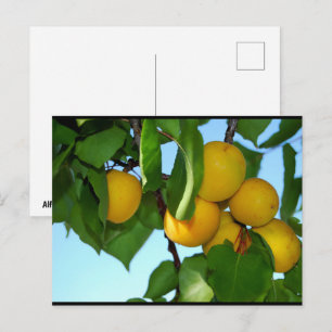 Apricots in Blue Sky Postcard