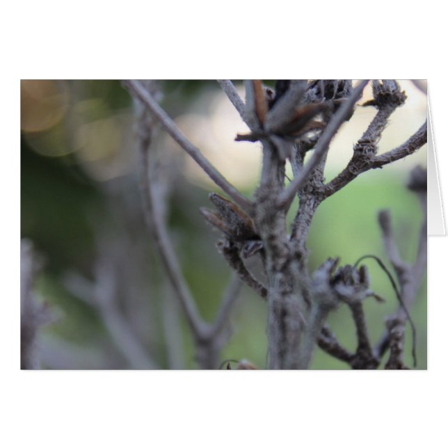 April 30 Summer Sticks (Front Horizontal)