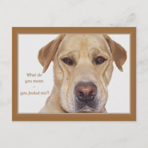 April fool's day funny Labrador Postcard
