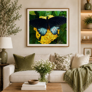 April Jewel Black Swallowtail Butterfly Photo Print