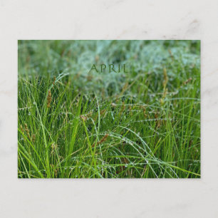 APRIL POSTCARD
