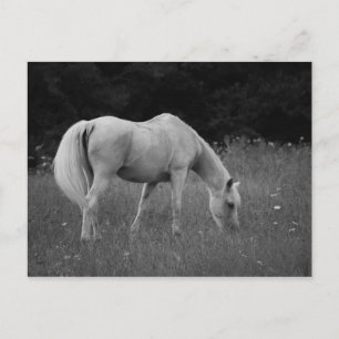 April the Arabian Postcard