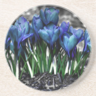 Aqua Blue Crocus Blooms Coaster