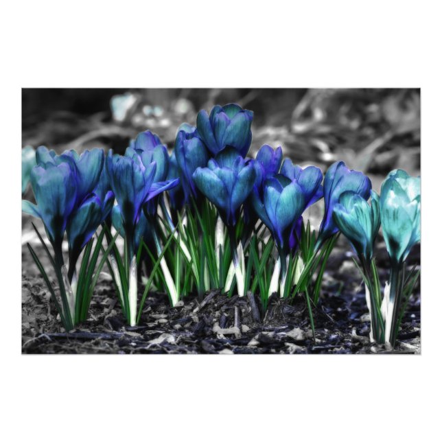 Aqua Blue Crocus Blooms Photo Print (Front)
