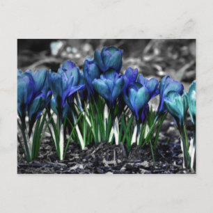 Aqua Blue Crocus Blooms Postcard