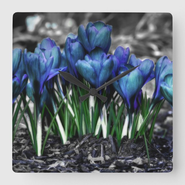 Aqua Blue Crocus Blooms Square Wall Clock (Front)