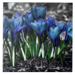 Aqua Blue Crocus Blooms Tile