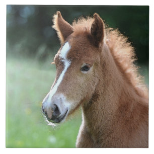 Aqua_Horse_20180101 Tile