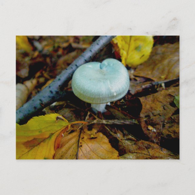 Aqua Mushroom Postcard (Front)