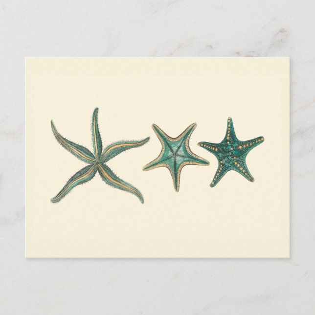 Aquamarine Triple Starfish Postcard (Front)