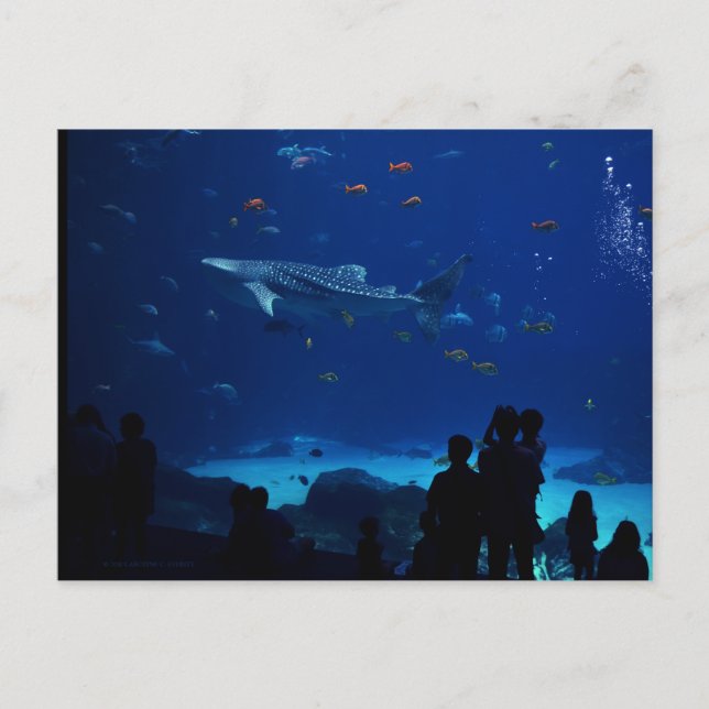 Aquarium, Atlanta Georgia Postcard (Front)