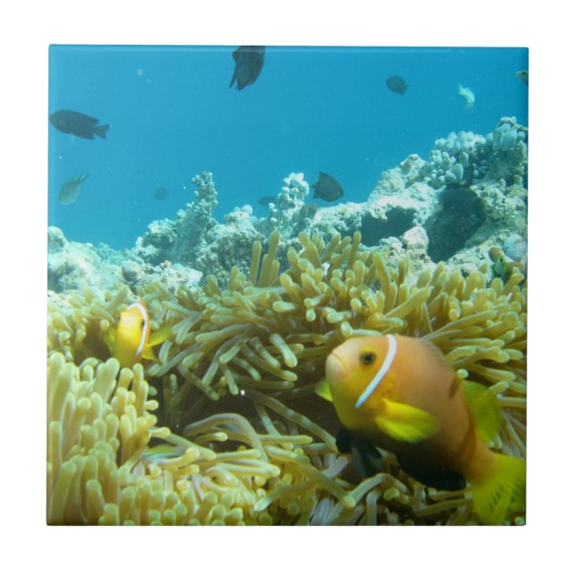 Aquarium Fish Tile (Front)