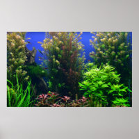 Aquarium for Aquarium Background