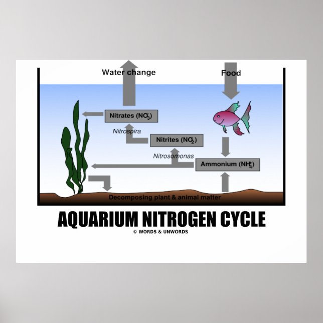 Aquarium Nitrogen Cycle (Ecology) Poster (Front)
