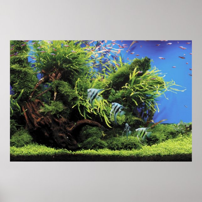 Aquarium of Freshwater Angelfish Poster (Front)