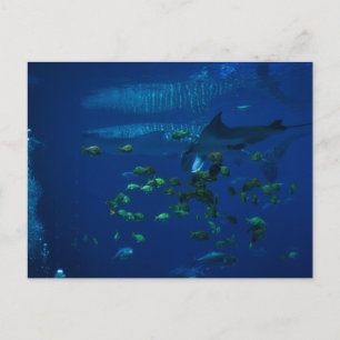 Aquarium Postcard