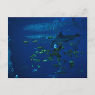 Aquarium Postcard