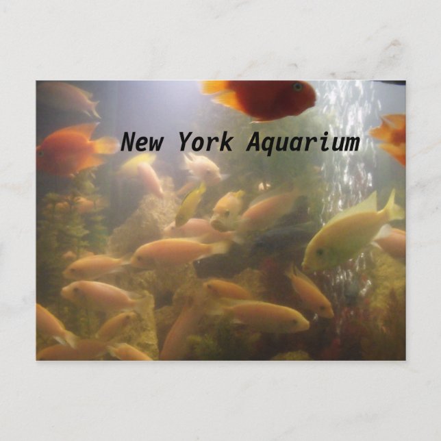 Aquarium Postcard (Front)
