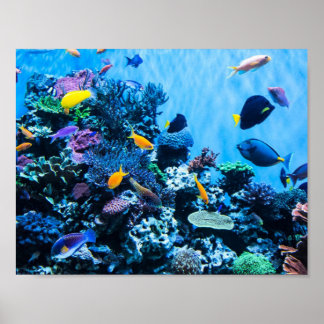 Aquarium Poster