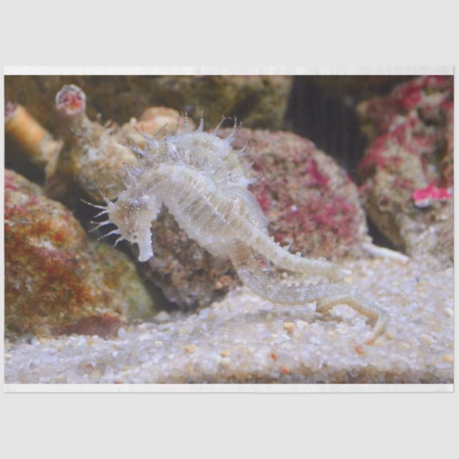 aquarium seahorse tissue paper (Front)