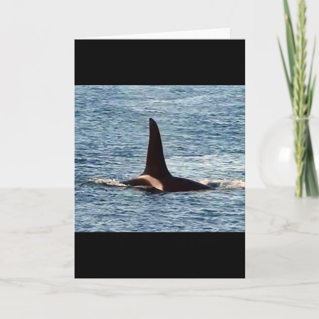 Aquarius Orca Customizable West Coast Killer Whale Card (Front)