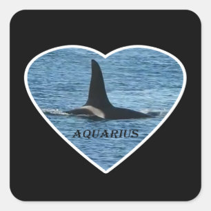 Aquarius Orca Killer Whale Square Sticker