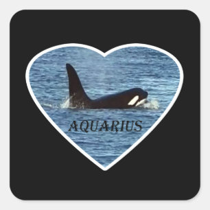 Aquarius Orca Killer Whale Square Sticker