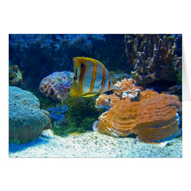 Aquatic Lanscape (Front Horizontal)