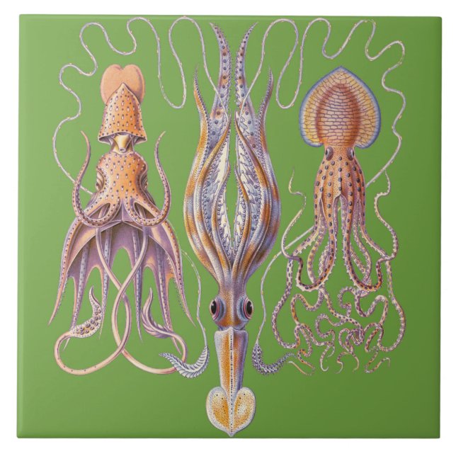 Aquatic Life Haeckel Octopus Ceramics Tile (Front)
