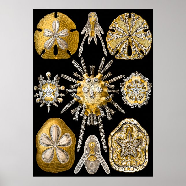 Aquatic Macro Life ~ Haeckel ~ Sea Urchins Poster (Front)