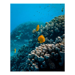 Aquatic Nautical Photos Marine Animal Photography Poster