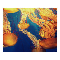 Aquatic Nautical Photos Marine Animal Photography 