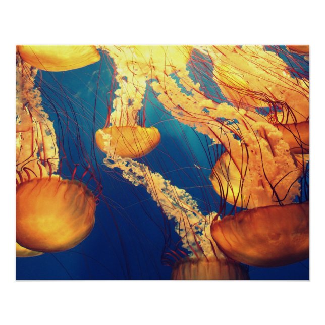 Aquatic Nautical Photos Marine Animal Photography  Poster (Front)