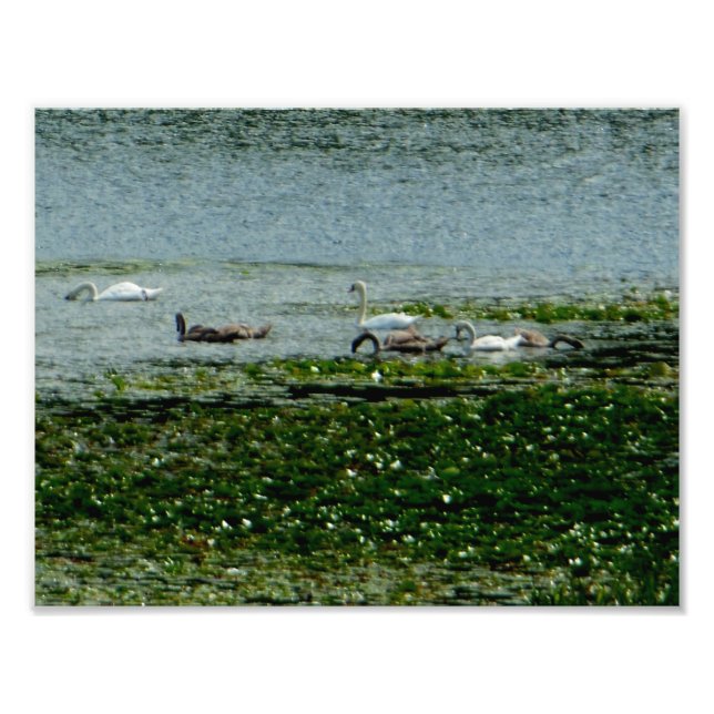 Aquatic Swans Photo Print (Front)