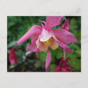 Aquilegia after the rain postcard