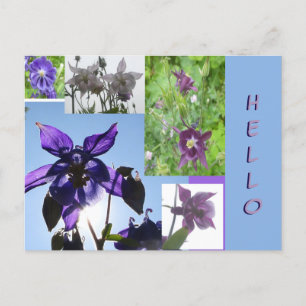 Aquilegia Collage Cust. Text & BG HELLO Postcard