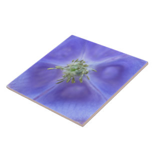 Aquilegia Flower Tile