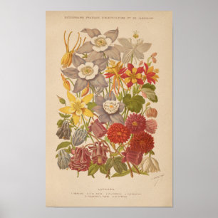 Aquilegia George Nicholson Poster
